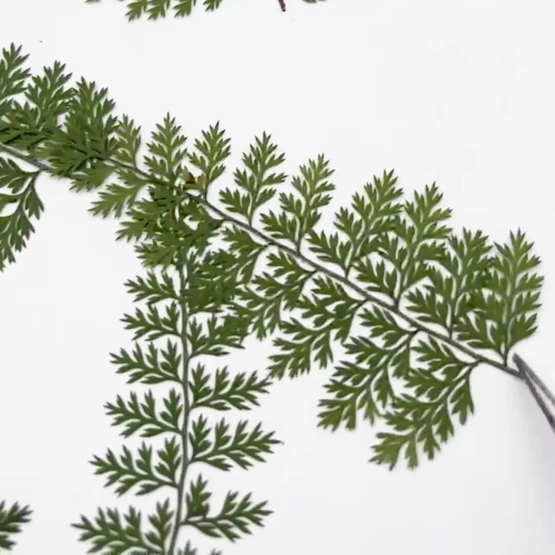 100 szt. Naturalnych okazów li – Resin Art Baby recenzja i cena