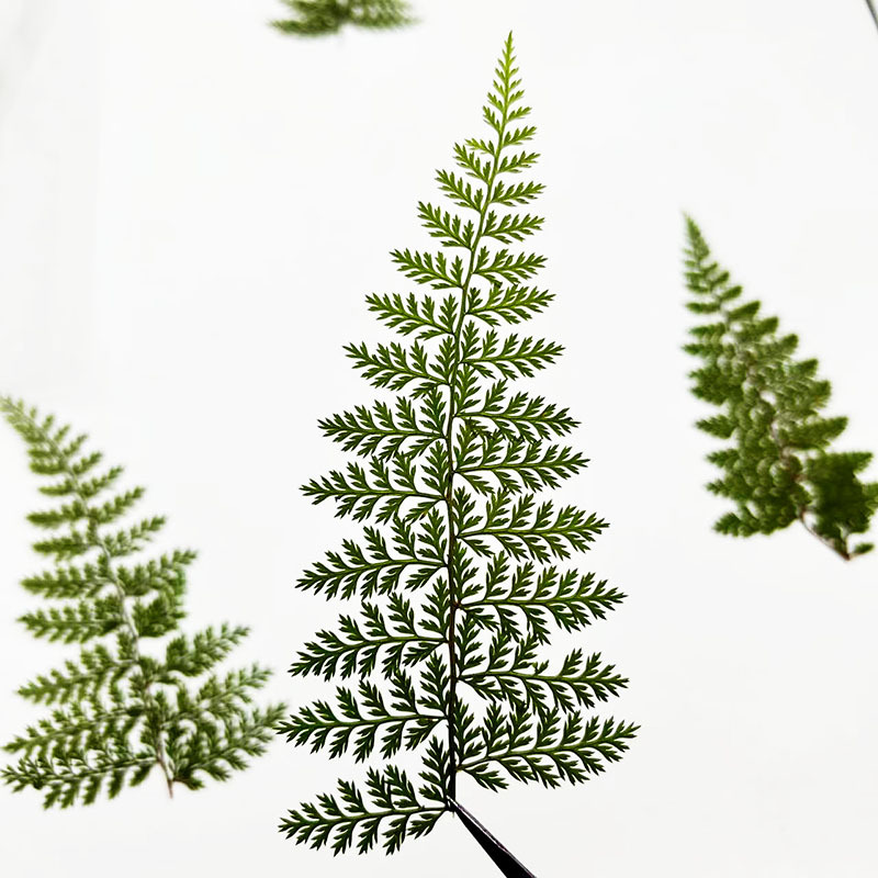 100 szt. Naturalnych okazów li – Resin Art Baby recenzja i cena