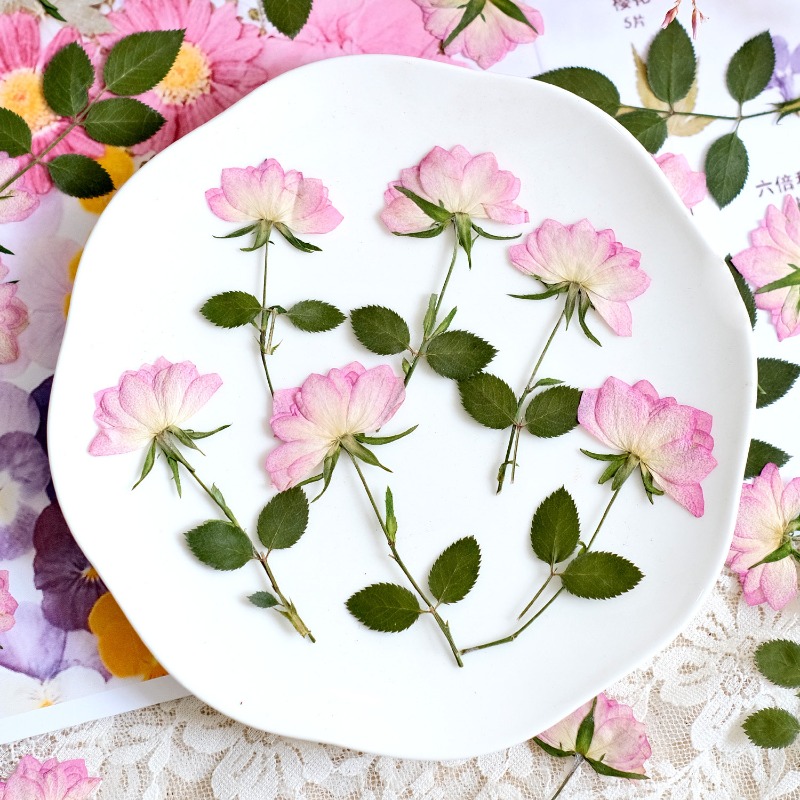 12 sztuk, prawdziwe suszone i  – Resin Art Baby recenzja i cena